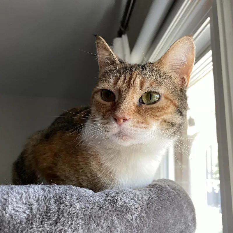 Phoebe thumbnail 2