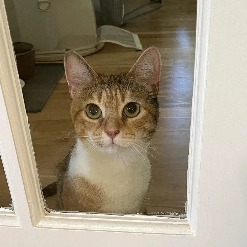 Phoebe thumbnail 3