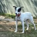 Sadie thumbnail 2