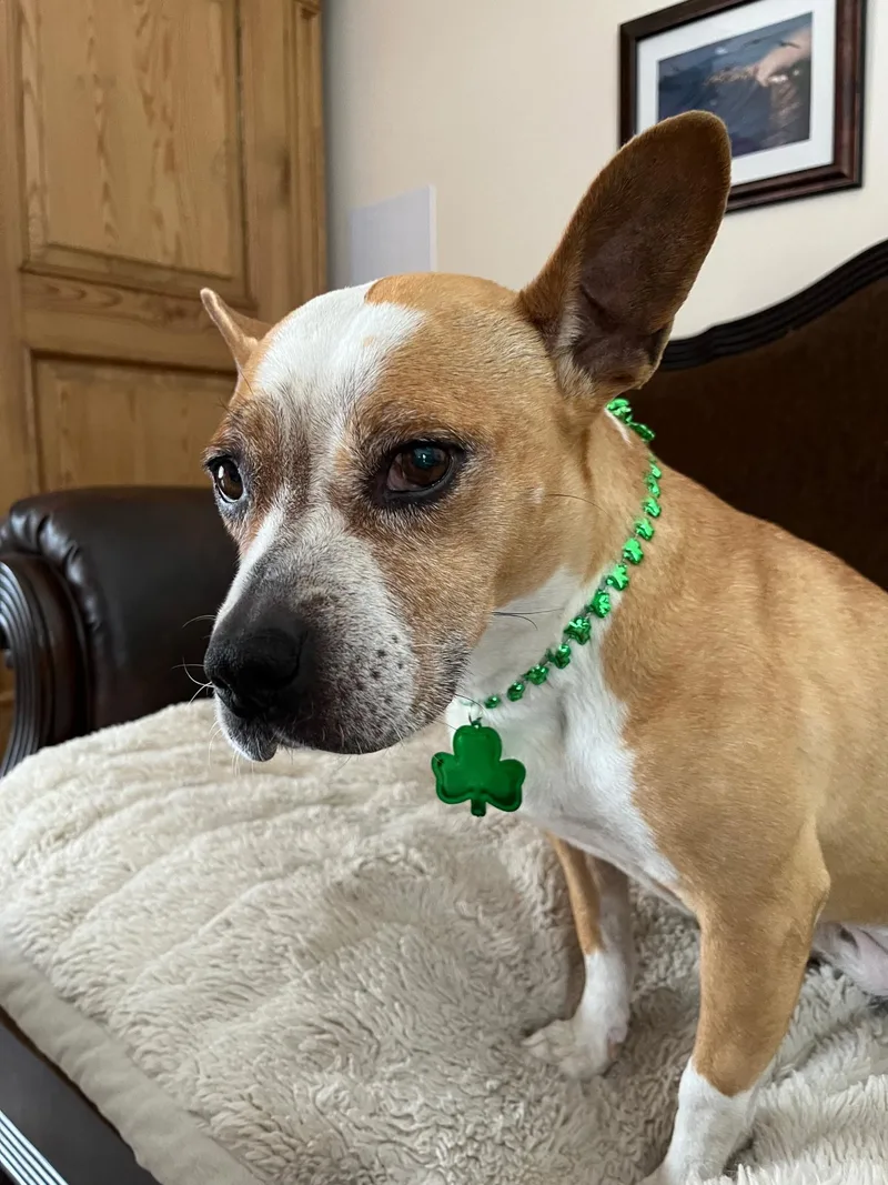 An adult medium-sized female Mixed Breed dog named Piper for adoption in oriskany, NY