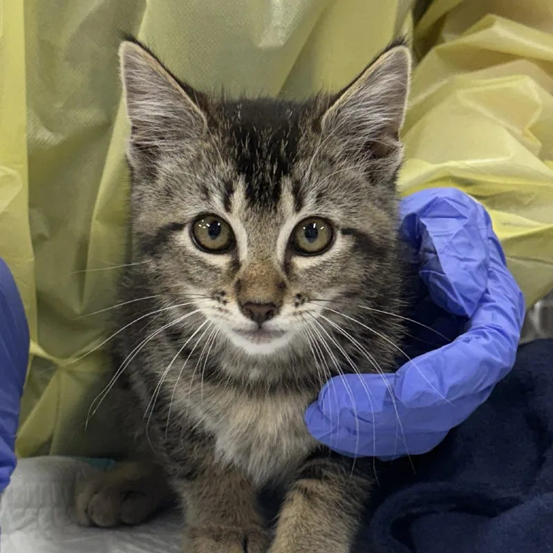 A baby small-sized male Brown / Chocolate Domestic Short Hair cat named Esai for adoption in Salt Lake City, UT