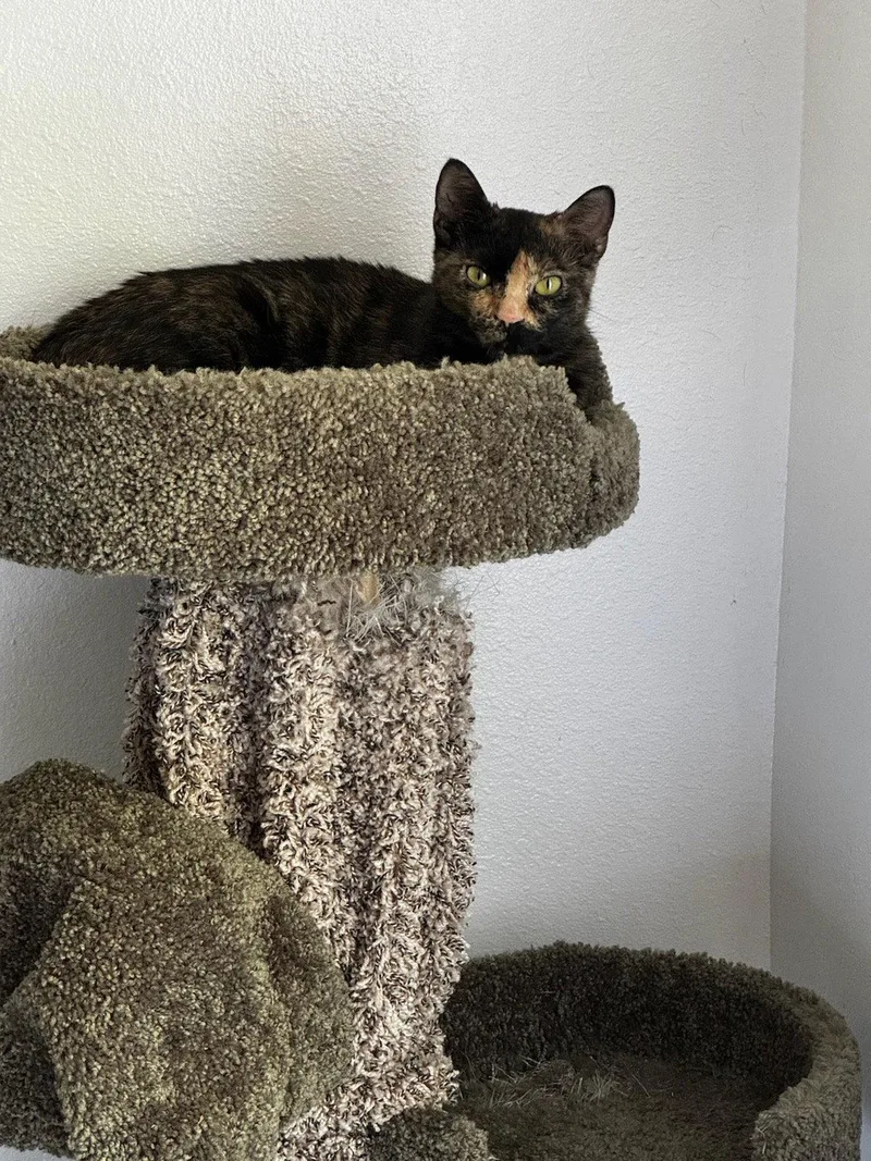 An adult medium-sized female Domestic Short Hair cat named Squeaks for adoption in Fort Collins, CO