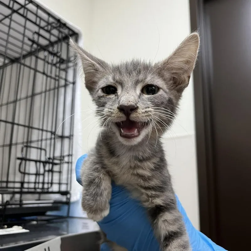 A baby small-sized male Gray / Blue / Silver Domestic Short Hair cat named Silver for adoption in Harrisonburg, VA