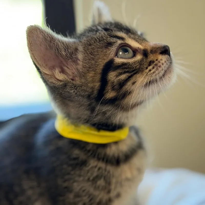 A baby medium-sized male Tabby (Brown / Chocolate) Domestic Short Hair cat named Tide for adoption in Kansas City, KS