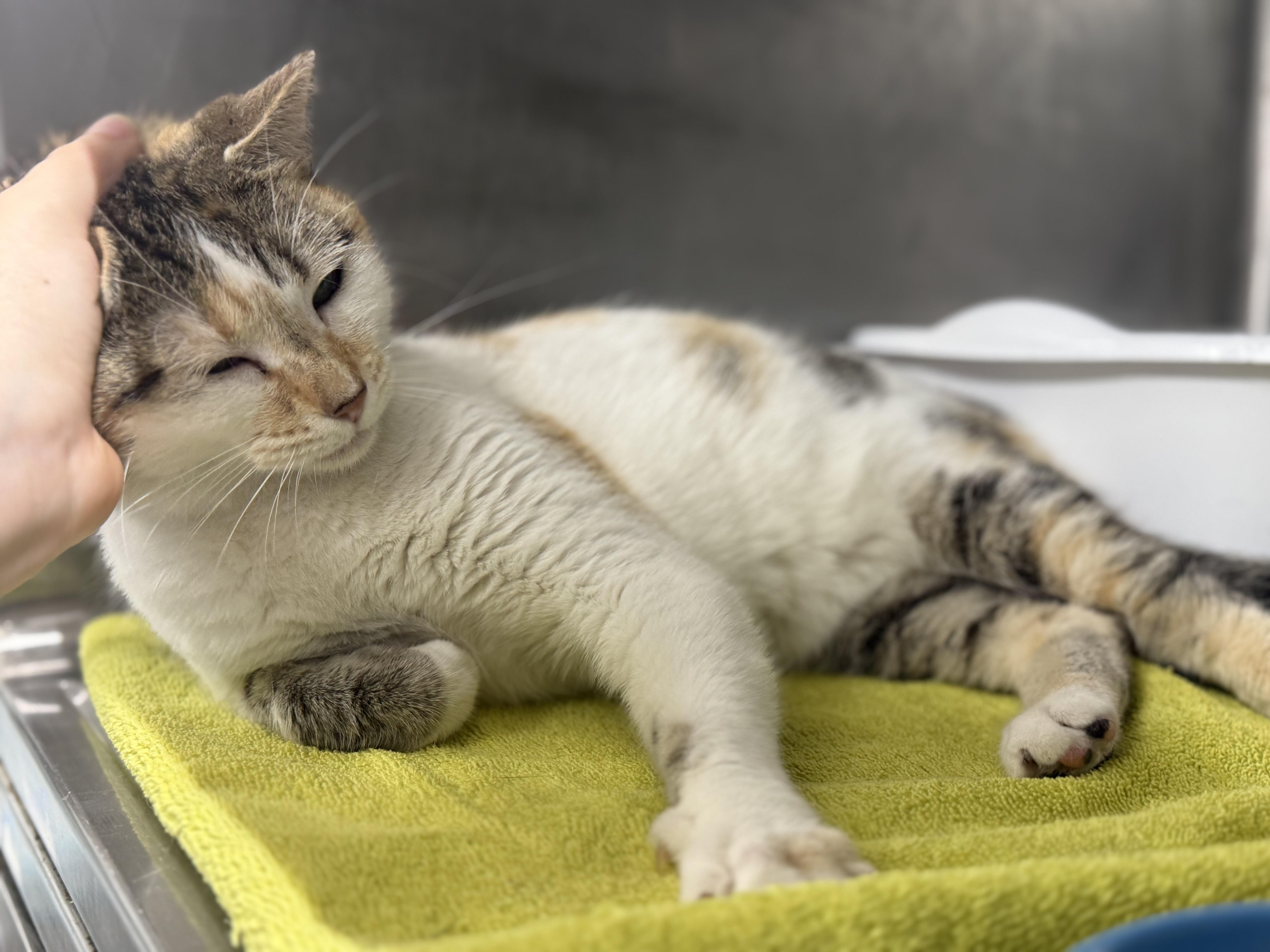 An adult medium-sized female Dilute Calico Domestic Short Hair cat named Princessa for adoption in Lauderhill, FL