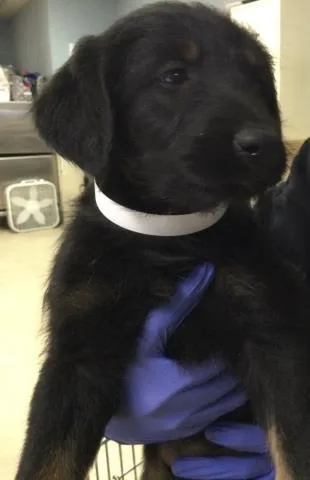A baby small-sized female German Shepherd Dog dog named Sweetie for adoption in Riverside, CA