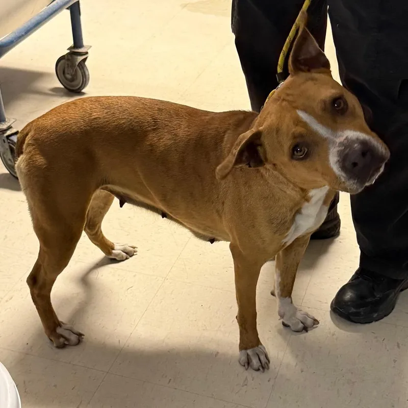 Daphne D thumbnail 2