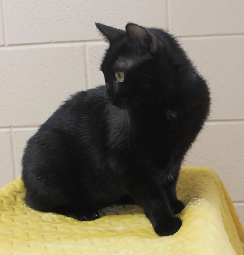 An adult medium-sized female Black Domestic Medium Hair cat named Ebony for adoption in Prattville, AL