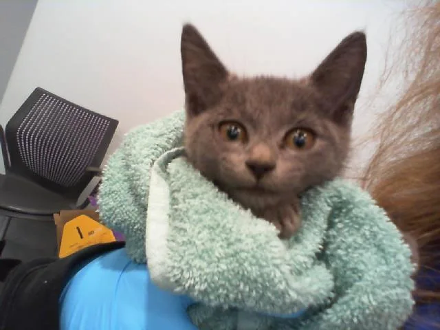 A baby small-sized male Domestic Short Hair cat named Button for adoption in Charlotte, NC