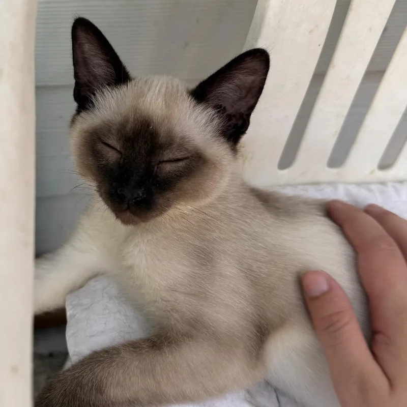 A baby small-sized female Brown / Chocolate Domestic Short Hair cat named Oatmeal for adoption in Veneta, OR