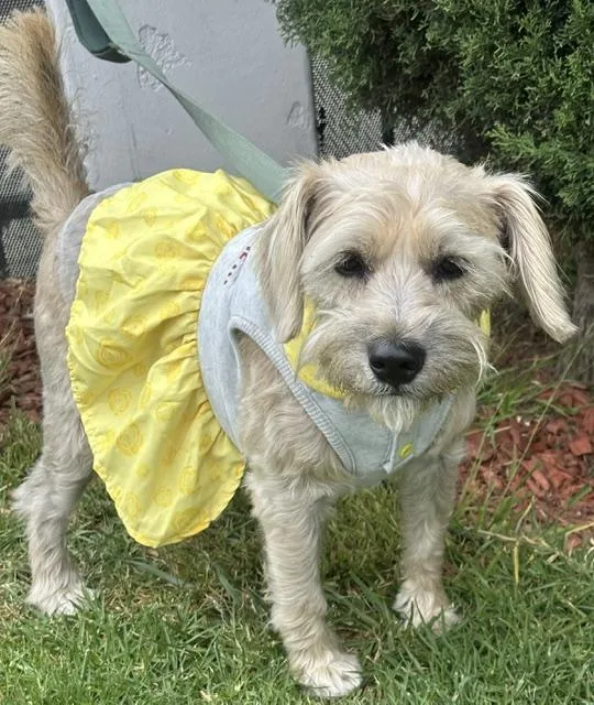 A young small-sized female Yellow / Tan / Blond / Fawn Border Terrier dog named Sally for adoption in Bell Gardens, CA