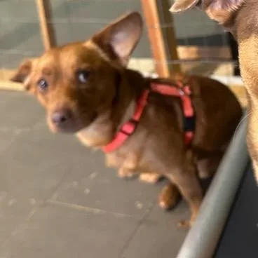 An adult small-sized male Dachshund dog named Bo for adoption in Marion, IL