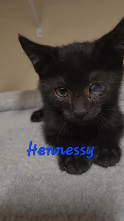 A young small-sized male Domestic Short Hair cat named B Hennessey Petsmart Summerville for adoption in North Charleston, SC