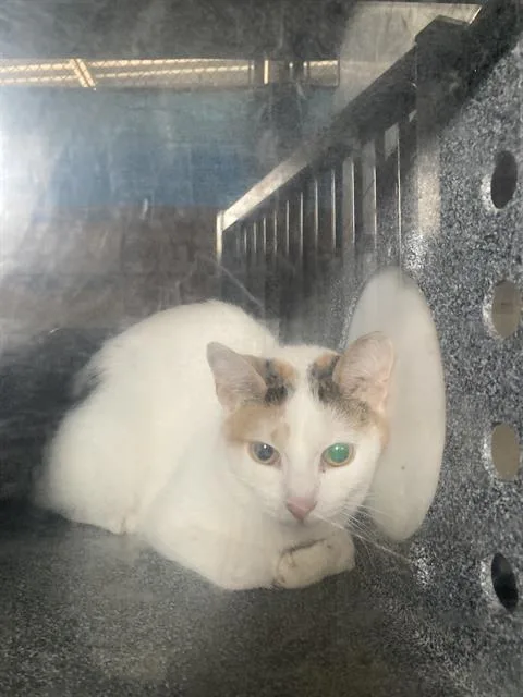 A young medium-sized female Domestic Short Hair cat named Fiona for adoption in Dallas, TX