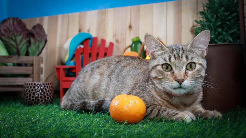 A young medium-sized female Tabby (Brown / Chocolate) Domestic Short Hair cat named Clementine for adoption in Parker, TX