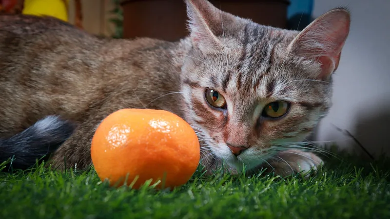 Clementine thumbnail 3