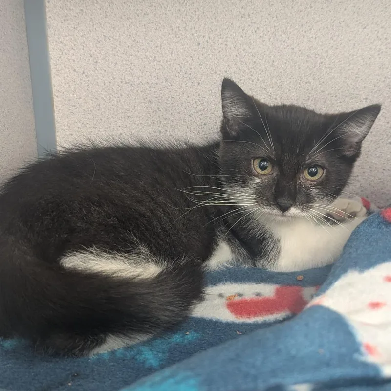 A baby small-sized female Black Domestic Short Hair cat named Kylie for adoption in Evansville, IN