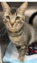 An adult small-sized female Domestic Short Hair cat named Xena for adoption in Phoenix, AZ