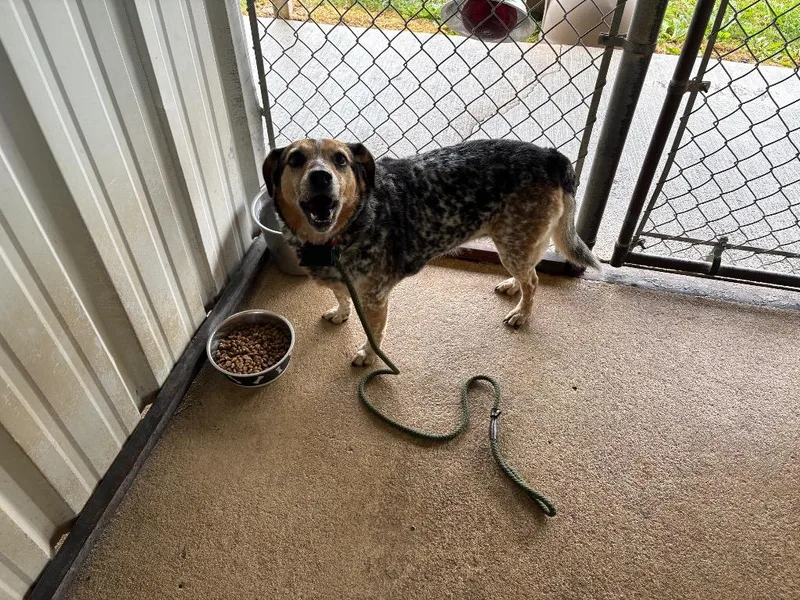 An adult medium-sized female Australian Cattle Dog / Blue Heeler dog named Keke for adoption in Ada, OK