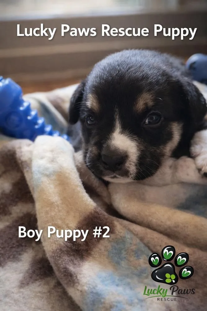 Spring Litter: Sprout