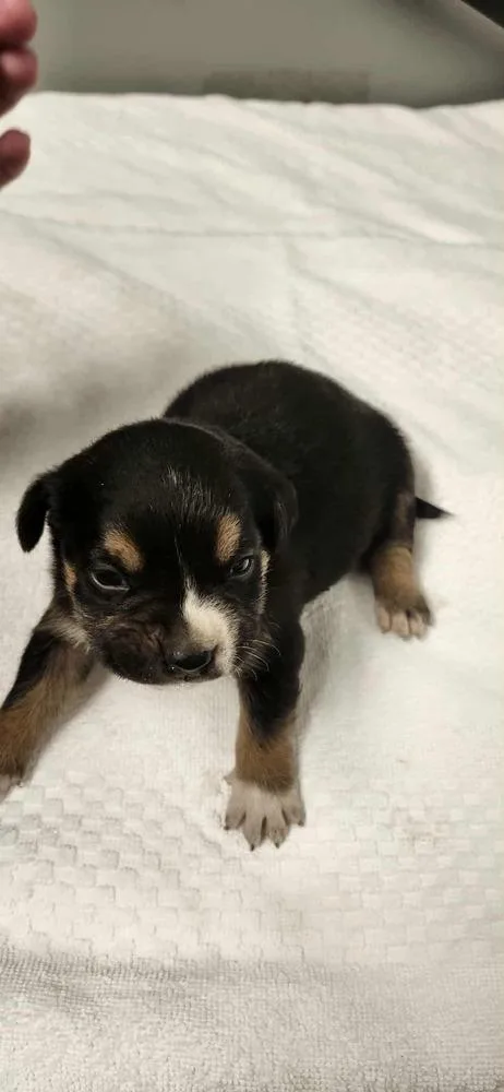 Spring Litter:  Sprout thumbnail 2