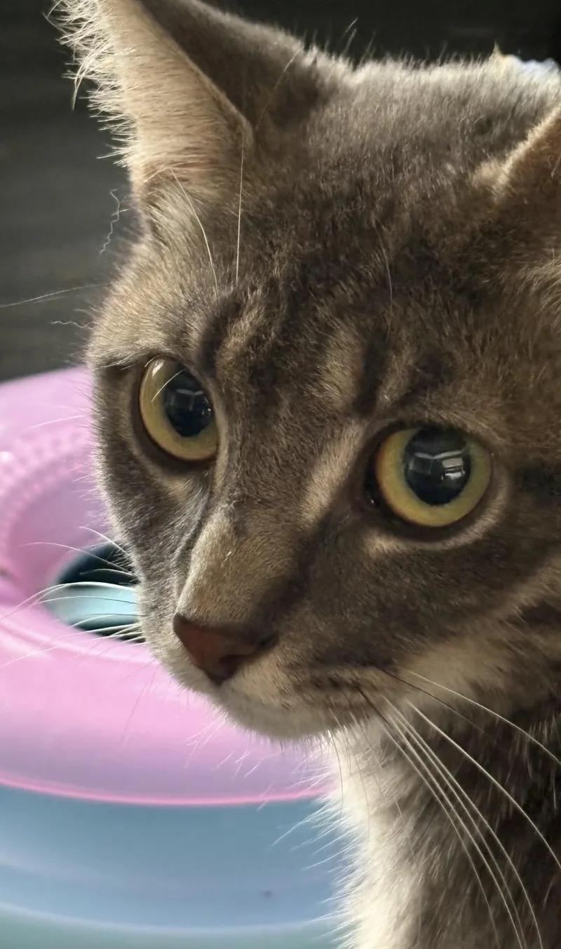 A young medium-sized female Domestic Short Hair cat named Lavender for adoption in Troy, MI