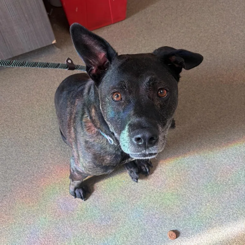 An adult large-sized female Black Mixed Breed dog named Layla for adoption in Council Bluffs, IA