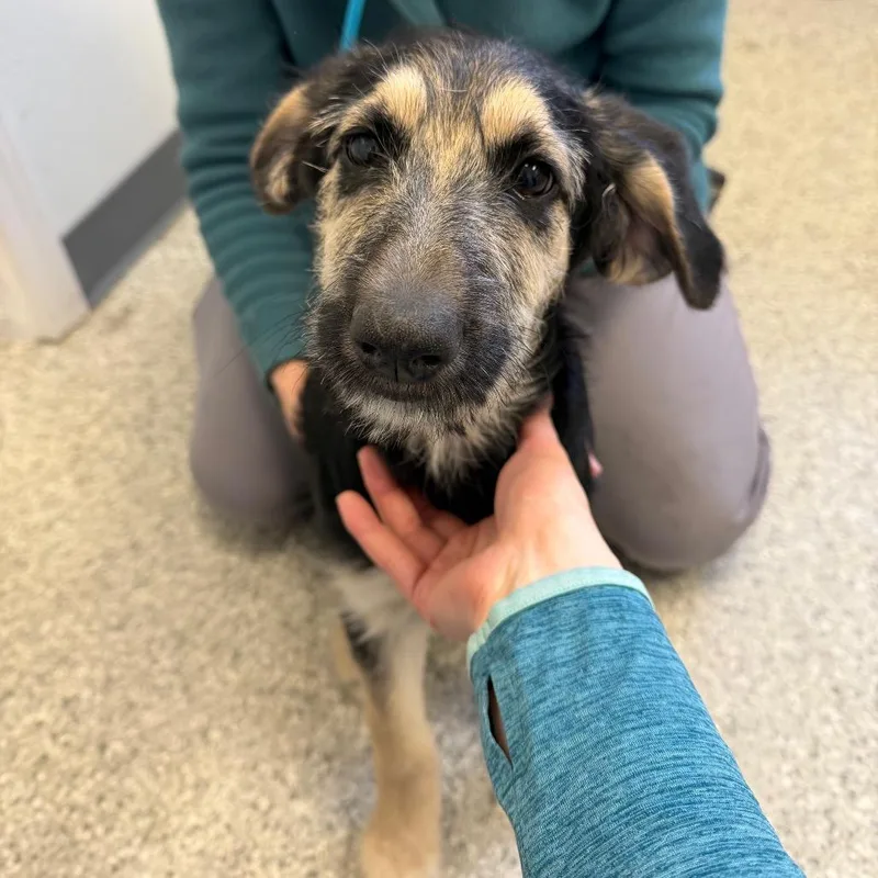 Twizzlers thumbnail 2