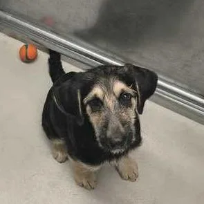 Twizzlers thumbnail 3