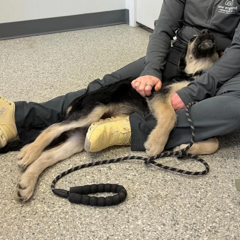 Twizzlers thumbnail 4