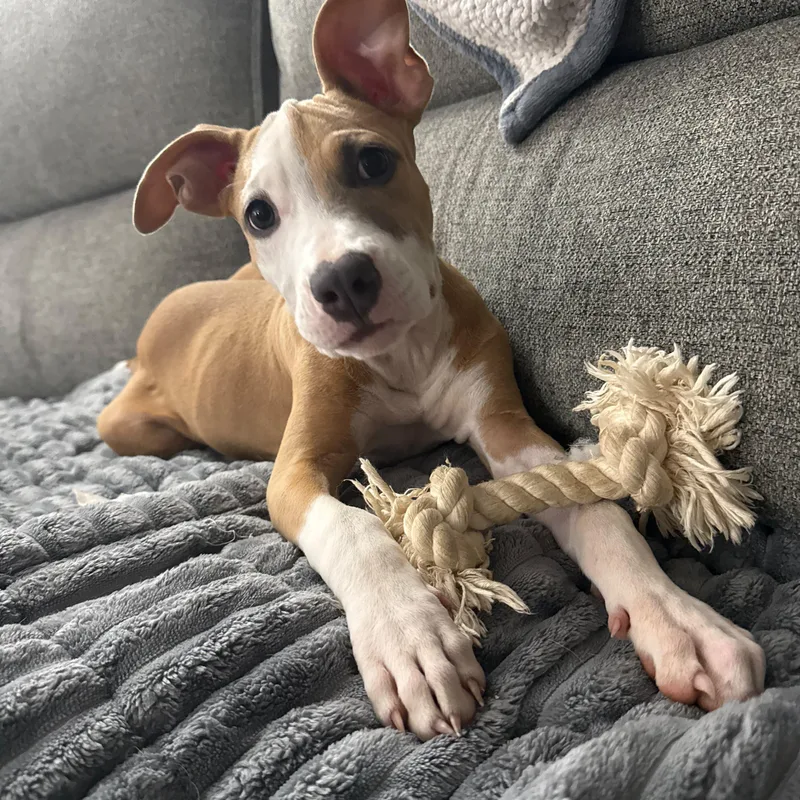 A baby medium-sized female Yellow / Tan / Blond / Fawn Terrier dog named Sansa for adoption in Baldwin, MD