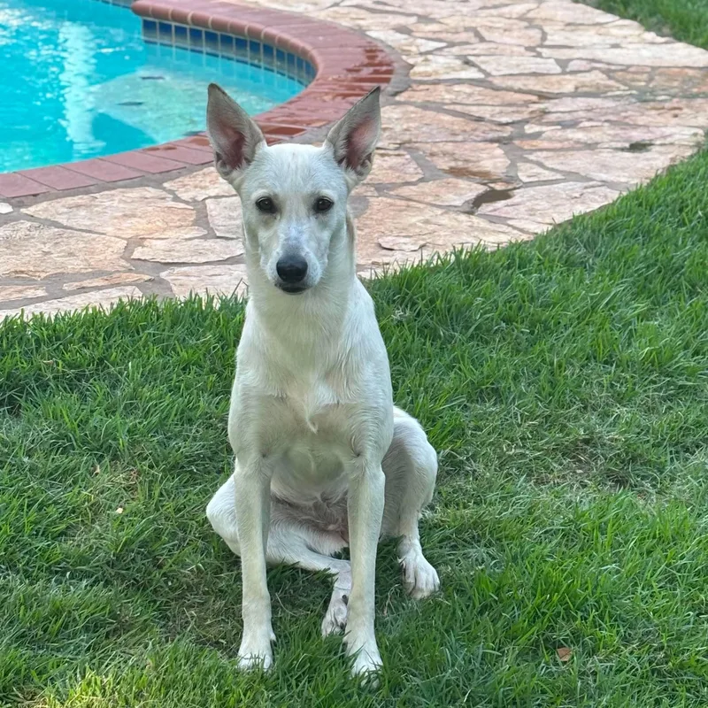 Elsie