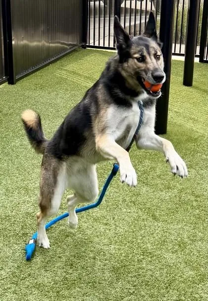 An adult large-sized female German Shepherd Dog dog named Zelda for adoption in Roseville, CA