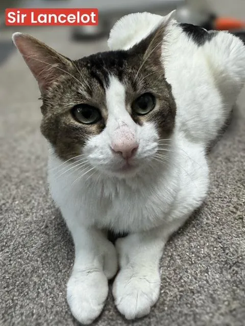 A young medium-sized male White Domestic Short Hair cat named Sir Lancelot for adoption in Rochester, WA