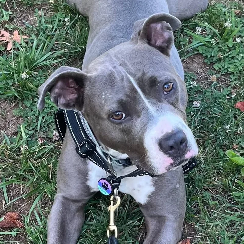 An adult medium-sized female Gray / Blue / Silver Pit Bull Terrier dog named Reilly for adoption in Greensboro, NC