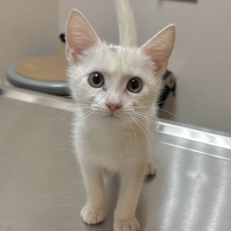 A baby medium-sized female White Domestic Short Hair cat named Roo for adoption in Sonora, CA