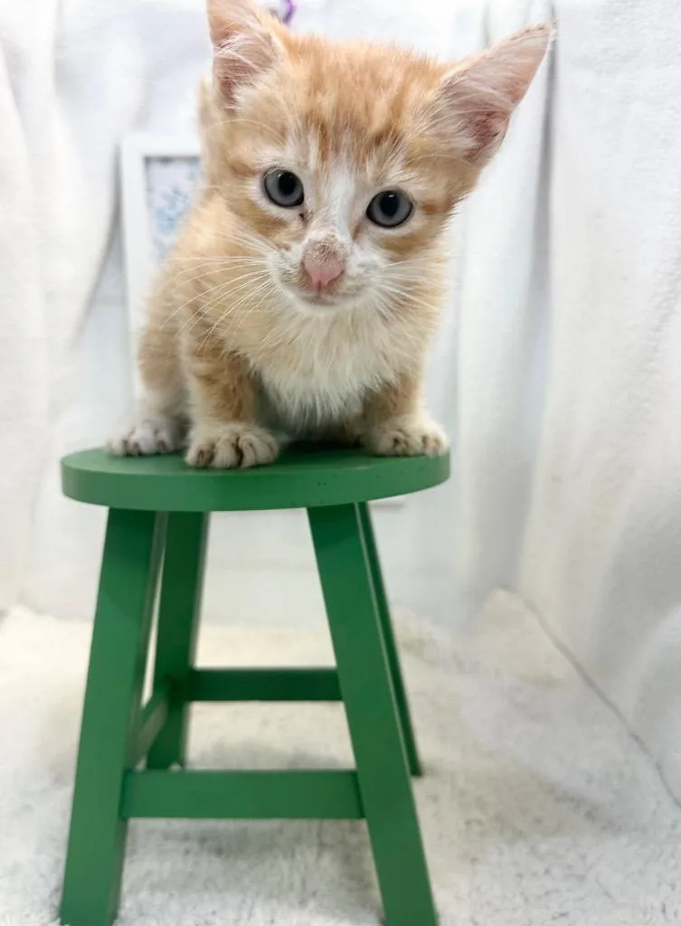 A baby small-sized male Orange & White Domestic Short Hair cat named Paxton for adoption in Winnsboro, SC