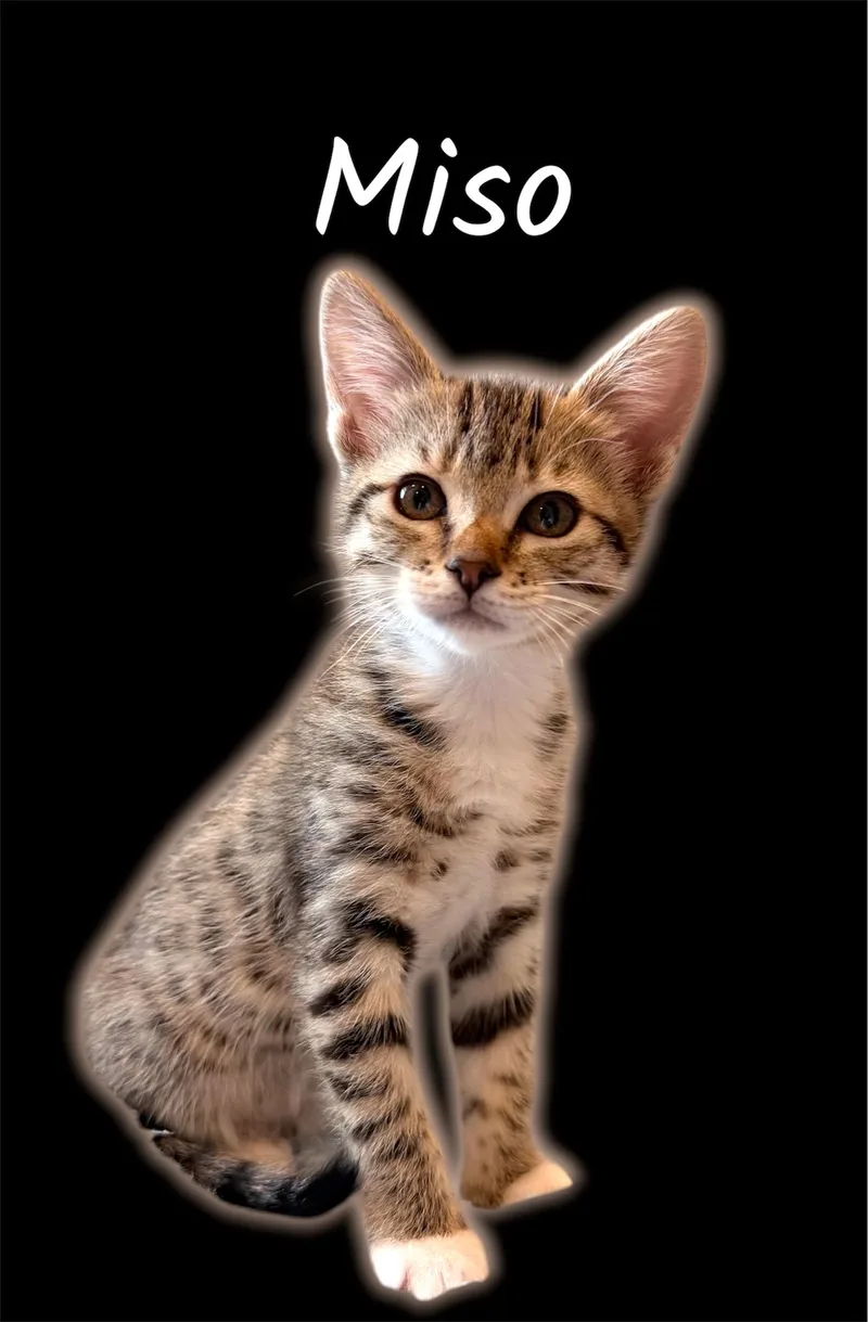 Miso