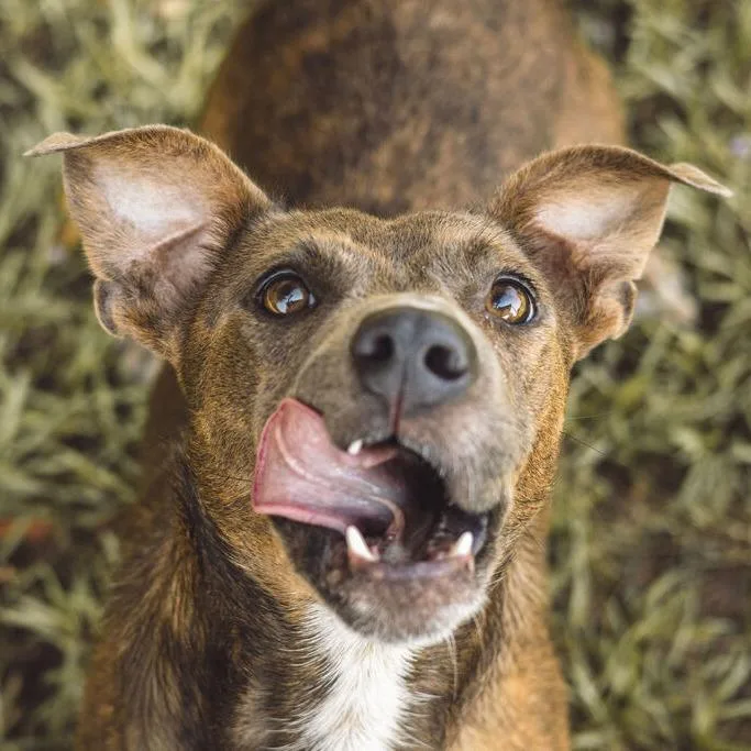 An adult medium-sized male Brown / Chocolate Plott Hound dog named Albert for adoption in Carencro, LA