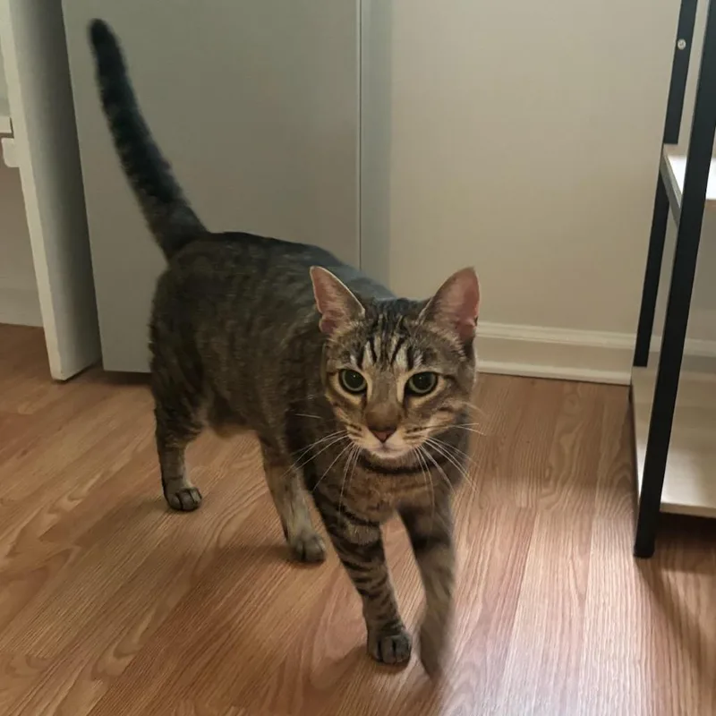 An adult large-sized female Brown / Chocolate Domestic Short Hair cat named Noodles for adoption in Chapel Hill, NC