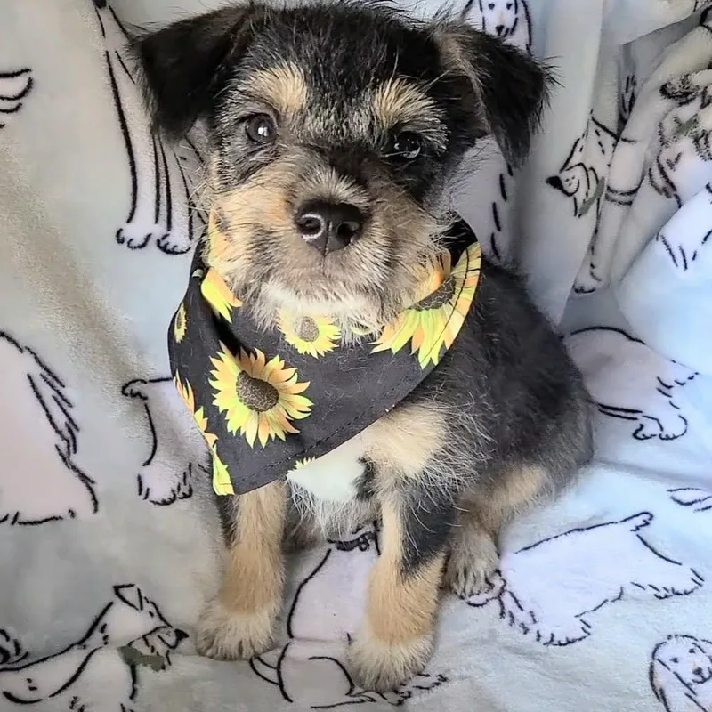 A baby medium-sized male Mixed Breed dog named Rocky Road for adoption in Woolwich, ME