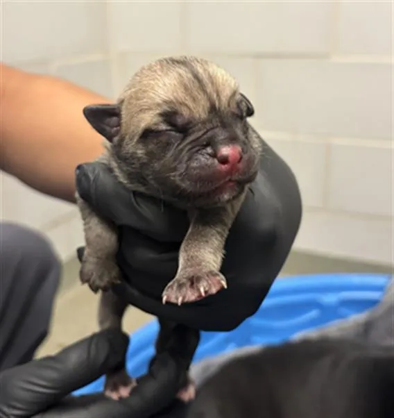 A baby large-sized female Mixed Breed dog named Shadow for adoption in Dallas, TX
