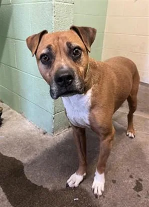 An adult large-sized female Pit Bull Terrier dog named Tofu for adoption in Sacramento, CA