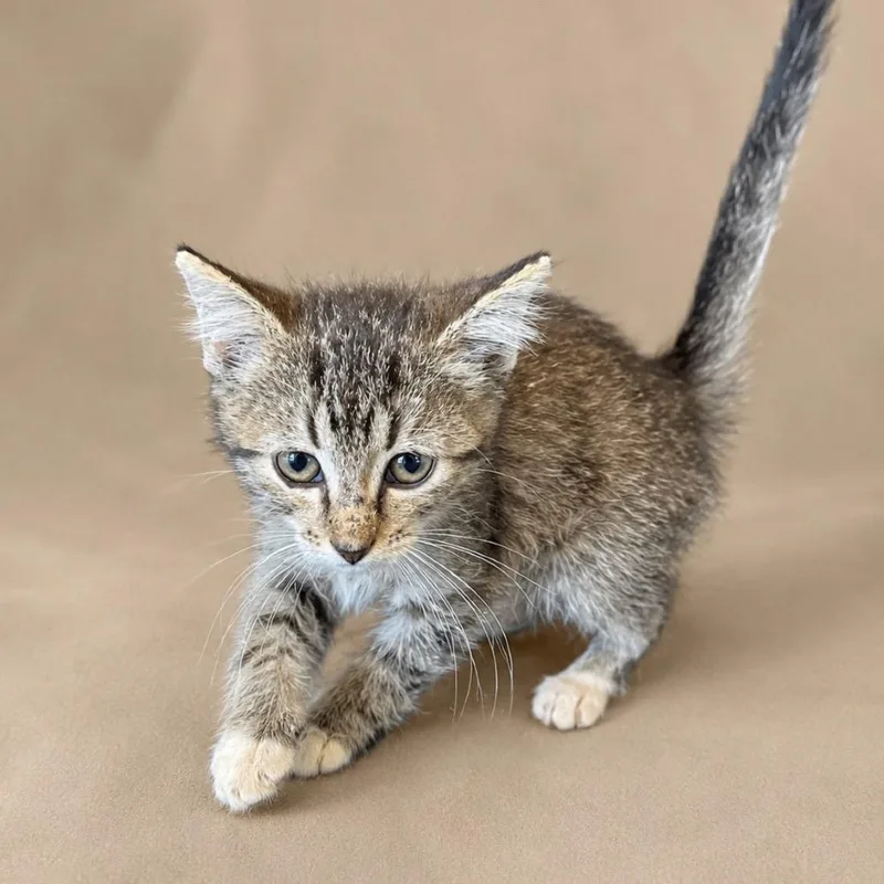 A baby small-sized male Gray / Blue / Silver Domestic Short Hair cat named Mochi for adoption in Pittsburg, KS