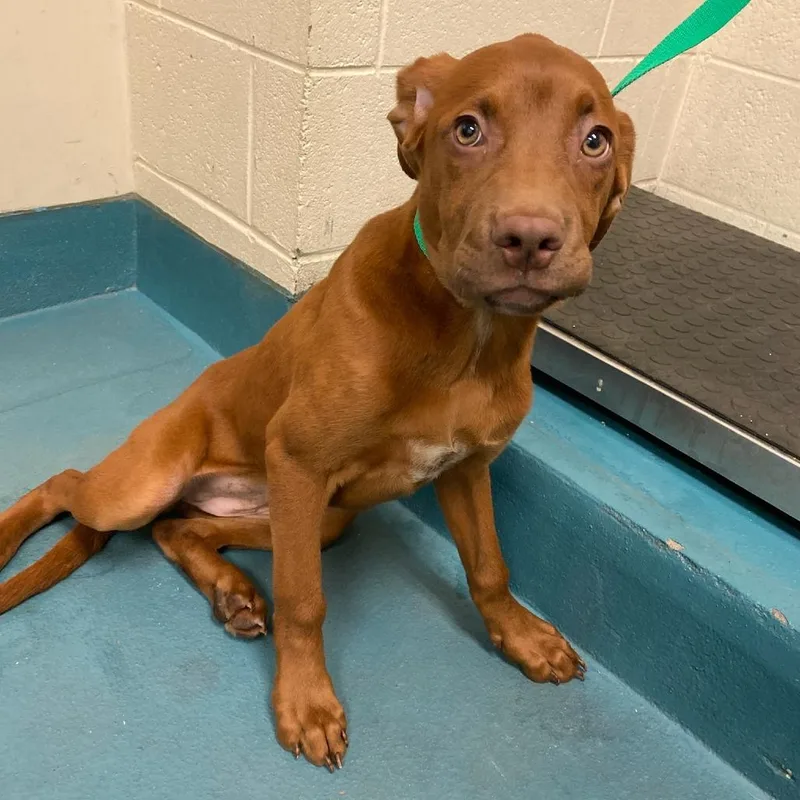 A baby medium-sized female Brown / Chocolate Mixed Breed dog named Haylee for adoption in Memphis, TN