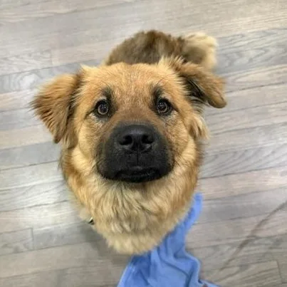 A young medium-sized female Mixed Breed dog named Lady for adoption in Sioux Falls, SD