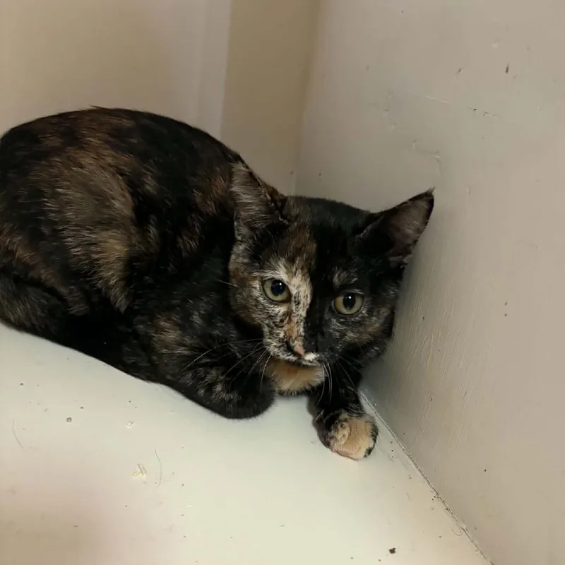 A baby small-sized female Tortoiseshell Domestic Short Hair cat named Vanilli Chino Hills for adoption in Chino Hills, CA