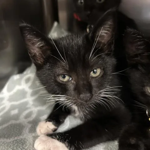 A baby small-sized female Black Domestic Short Hair cat named Pumpkin Pie for adoption in Springfield, MA