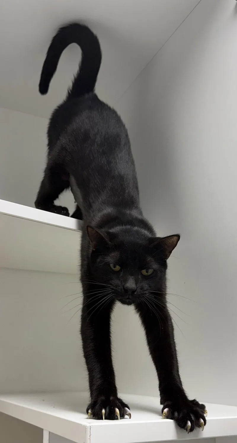 A young medium-sized female Black Domestic Short Hair cat named Inkberry for adoption in Satellite Beach, FL