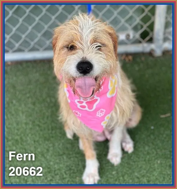 A young medium-sized female Yellow / Tan / Blond / Fawn Terrier dog named Fern for adoption in Marietta, GA